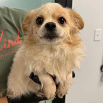 Spice -  Mixed Breed Dog for Adoption in Abilene, Texas - Spice | PetCurious