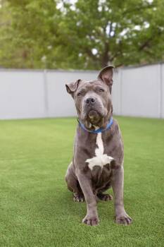 Pit Bull Terrier Dogs Available for Adoption in Eagle, Idaho - Williamson | PetCurious