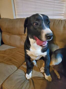 Mixed Breed Dogs Available for Adoption - Lexa | PetCurious