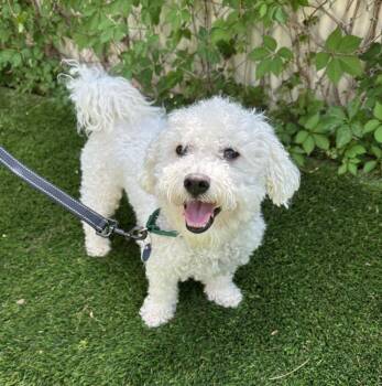 Baxter -  Mixed Breed Dog for Adoption in Alexandria, Virginia - Baxter | PetCurious