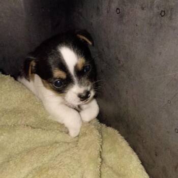 Chihuahua Dogs Available for Adoption in Montgomery, Texas - Carmel | PetCurious