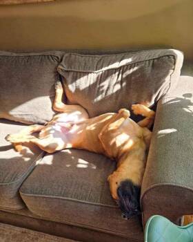 Mixed Breed Dogs Available for Adoption in Evanston, Illinois - Caspian | PetCurious