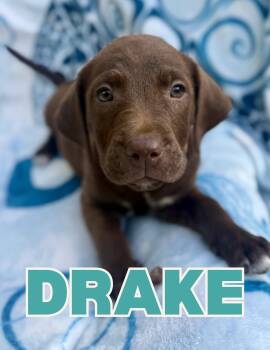 Drake -  Labrador Retriever and Pit Bull Terrier Dog for Adoption in Shalimar, Florida - Drake | PetCurious
