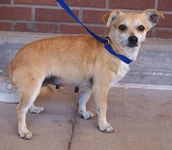 Eden **FOSTER / FOSTER-TO-ADOPT NEEDED** -  Chihuahua Dog for Adoption in New York, New York - Eden **FOSTER / FOSTER-TO-ADOPT NEEDED** | PetCurious