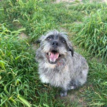 SOCRATES -  Border Terrier Dog for Adoption in Chico, California - SOCRATES | PetCurious