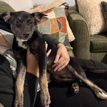 Athena -  Mixed Breed Dog for Adoption in Scituate, Massachusetts - Athena | PetCurious