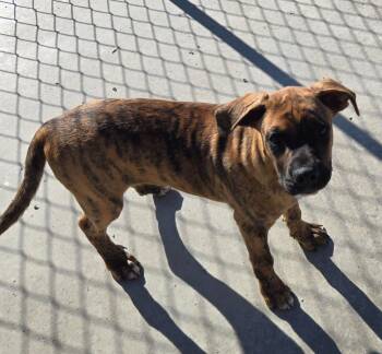 Boxer Dogs Available for Adoption in Viroqua, Wisconsin - Ranger | PetCurious