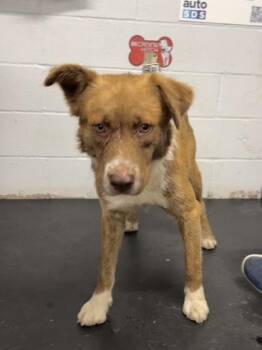 Border Collie and Mixed Breed Dogs Available for Adoption in Fort Worth, Texas - Dude | PetCurious