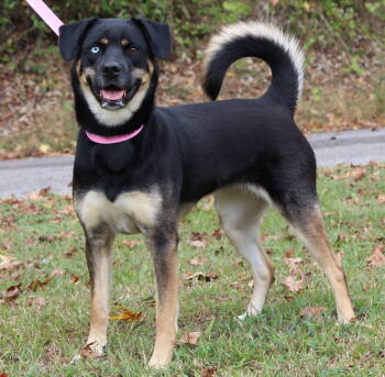 Rescue Husky Dogs for Adoption in Prattville, Alabama - Journey 42669 | PetCurious