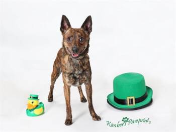 Chihuahua and Mixed Breed Dogs Available for Adoption - KAOS | PetCurious