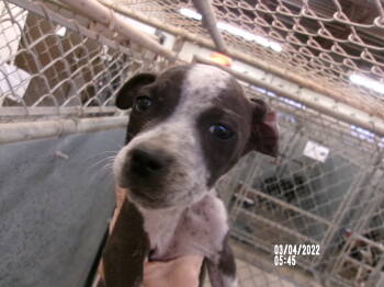 Rescue American Staffordshire Terrier Dogs for Adoption in Clovis, New Mexico - 86004 | PetCurious