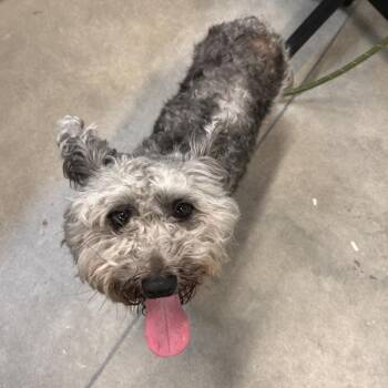 Sir Barkington -  Skye Terrier Dog Available for Adoption in Des Moines, Iowa - Sir Barkington | PetCurious