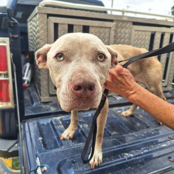Spirit -  Pit Bull Terrier and Catahoula Leopard Dog Dog Available for Adoption in Gautier, Mississippi - Spirit | PetCurious