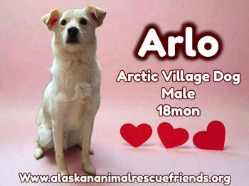 Husky Dogs Available for Adoption - Arlo | PetCurious