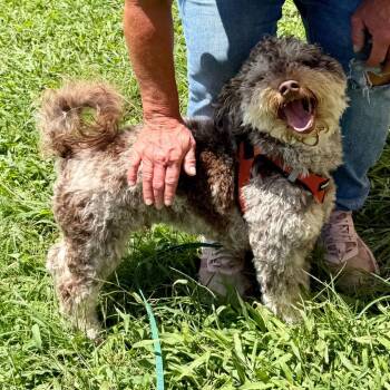 Teddy Bear - Missouri (JY26-65) -  Havanese Dog for Adoption in Peyton, Colorado - Teddy Bear - Missouri (JY26-65) | PetCurious