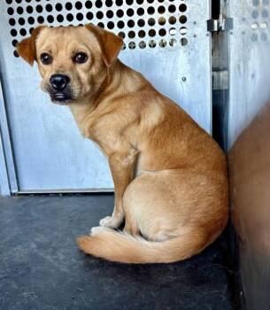 Rescue Chihuahua and Beagle Dogs for Adoption in Woodland, California - *PINTO | PetCurious