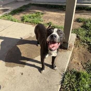 PICKLE -  Staffordshire Bull Terrier and Mixed Breed Dog for Adoption in Modesto, California - PICKLE | PetCurious