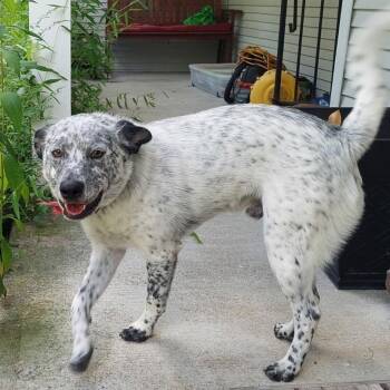 Rescue Australian Cattle Dog Blue Heeler Dogs for Adoption in Lucas, Texas - Blue Heeler | PetCurious