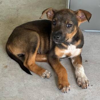Mixed Breed Dogs Available for Adoption in Volcano, Hawaii - Chylo | PetCurious
