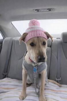 Yellow Labrador Retriever Dogs Available for Adoption - Yellow Labs Females | PetCurious