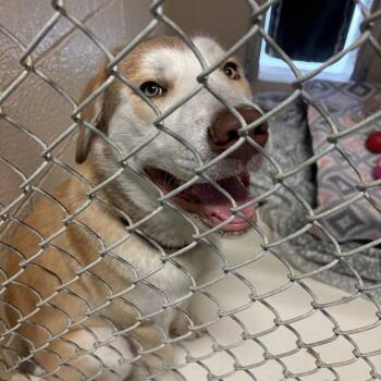 Husky Dogs Available for Adoption in Port Townsend, Washington - Aldar | PetCurious