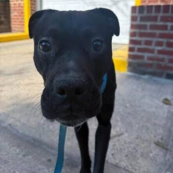 Liberty Knight -  Labrador Retriever and Mixed Breed Dog for Adoption in New York, New York - Liberty Knight | PetCurious