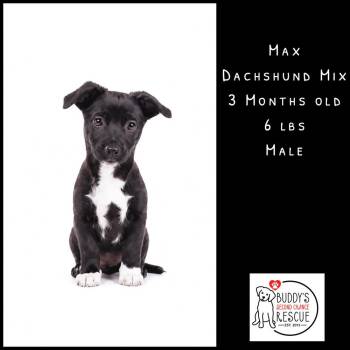 Max -  Dachshund Dog for Adoption - Max | PetCurious