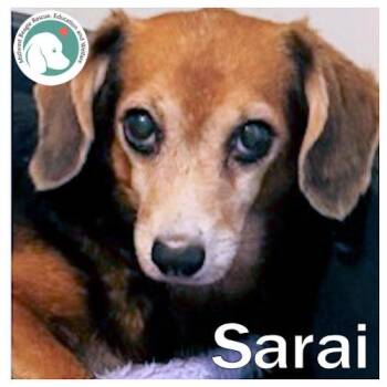 Sarai -  Beagle and Shetland Sheepdog Sheltie Dog for Adoption in Wadsworth, Illinois - Sarai | PetCurious