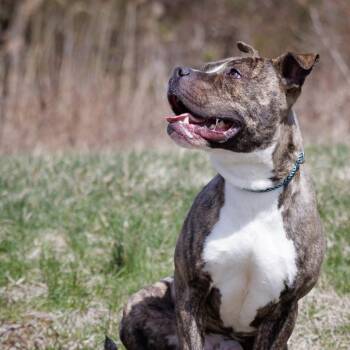 Rescue American Staffordshire Terrier Dogs for Adoption in Mount Laurel Township, New Jersey - Dorsey | PetCurious