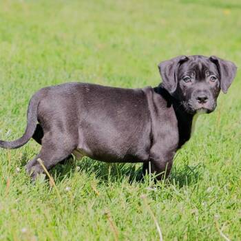 Pit Bull Terrier Dogs Available for Adoption in South Elgin, Illinois - Da Vinci | PetCurious