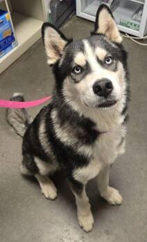 Victor -  Husky and Mixed Breed Dog for Adoption in Fresno, California - Victor | PetCurious
