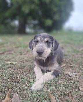 LAYLA - gentle & sweet -  Poodle and Schnauzer Dog for Adoption - LAYLA - Gentle & Sweet | PetCurious