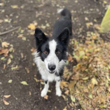 Amigo -  Border Collie and Mixed Breed Dog for Adoption in Spokane, Washington - Amigo | PetCurious