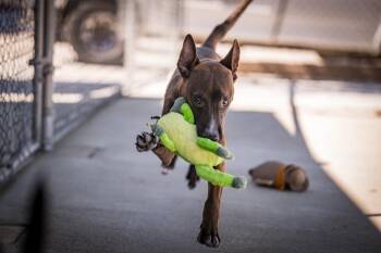 Shania -  Shepherd and Belgian Shepherd Malinois Dog for Adoption in Twentynine Palms, California - Shania | PetCurious