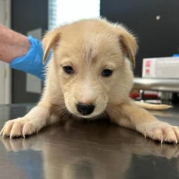 Einstein -  Labrador Retriever and Yellow Labrador Retriever Dog for Adoption in Livingston, Texas - Einstein | PetCurious