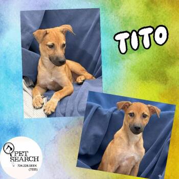 Tito -  Labrador Retriever and Mixed Breed Dog for Adoption in Washington, Pennsylvania - Tito | PetCurious