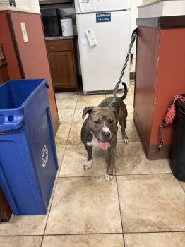 Duracell -  Pit Bull Terrier and Mixed Breed Dog for Adoption in Cincinnati, Ohio - Duracell | PetCurious