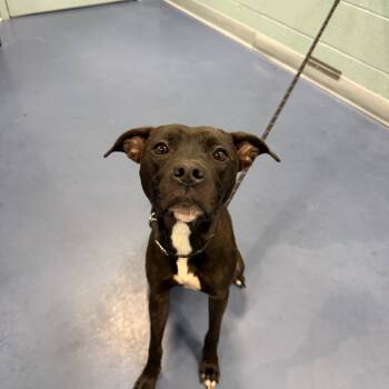 Rescue Pit Bull Terrier Dogs for Adoption in Greensboro, North Carolina - Avery | PetCurious