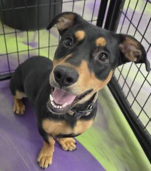 Aurora -  Basset Hound and Dachshund Dog for Adoption in Anna, Illinois - Aurora | PetCurious