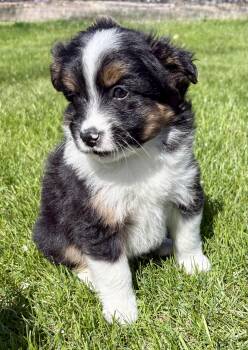 Shih Tzu and Pomeranian Dogs Available for Adoption in New Baltimore, Michigan - Tucker | PetCurious