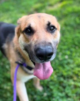 Koda (ID 52165) -  German Shepherd Dog Dog for Adoption in Manassas, Virginia - Koda (ID 52165) | PetCurious