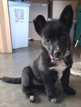 Sis -  Australian Shepherd and Dachshund Dog for Adoption in Challis, Idaho - Sis | PetCurious