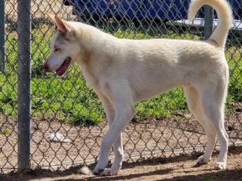 Husky Dogs Available for Adoption - Auggie | PetCurious