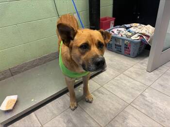 Black Mouth Cur and Mixed Breed Dogs Available for Adoption in Grand Prairie, Texas - ISAIAH | PetCurious