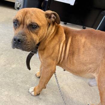 Mixed Breed Dogs Available for Adoption in Philadelphia, Pennsylvania - Buffalo Bill | PetCurious