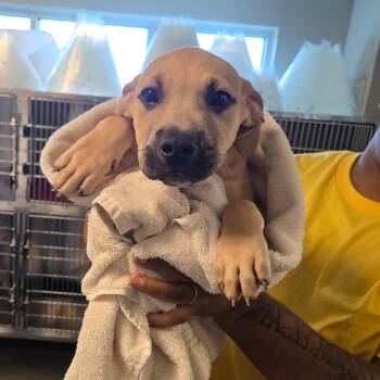 Brady -  Shepherd and Mixed Breed Dog for Adoption in Wilmington, Delaware - Brady | PetCurious