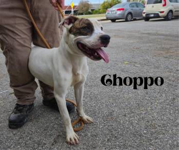 Rescue Pit Bull Terrier Dogs for Adoption in Marion, Indiana - Choppo | PetCurious