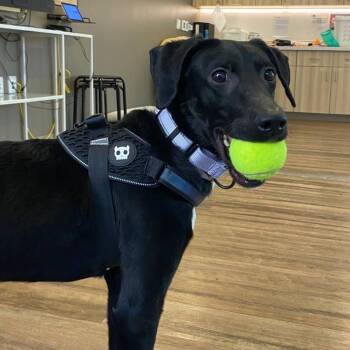 October -  Mixed Breed Dog for Adoption in Wantagh, New York - October | PetCurious