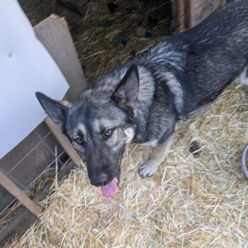 German Shepherd Dog Dogs Available for Adoption in Tacoma, Washington - Luna | PetCurious