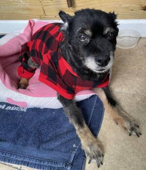 Norton -  Mixed Breed Dog for Adoption in New York, New York - Norton | PetCurious